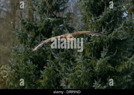 Steppenadler Aquila Nipalensis, Steppenadler Stockfoto