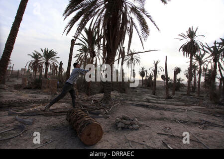 Jordan Vally, Westjordanland, Palästinensische Gebiete. 31. Januar 2014. Palästinensische Aktivisten arbeiten auf dem Gelände des alten Dorfes bekannt als Ein Hijleh im Jordan-Tal in der Nähe der West Bank Stadt Jericho, 31. Januar 2014. Hunderte von Palästinensern kündigte heute den Start der "Melh Al-ArdÃ ¢? Â (Salz der Erde) Kampagne durch die Wiederbelebung des Dorfes Ein Hijleh im Jordan-Tal auf dem Gelände der orthodoxen Kirche und St. Gerassimos Kloster. Die Kampagne wird gestartet, in der Weigerung der israelischen Politik, die darauf abzielen, Judaizing und das Jordantal zu annektieren (Credit-Bild: © Issam Rimawi/APA Im Stockfoto
