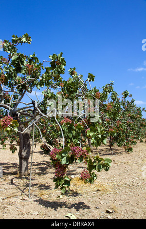 Die Welt-berühmten Aegina Insel Pistazie Bäume Stockfoto