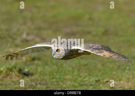 Waldohreule Asio Otus, lange eared Eule Stockfoto