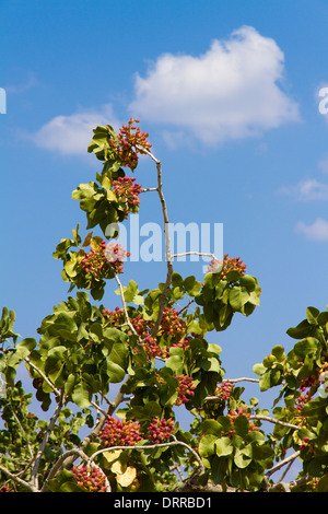 Die Welt-berühmten Aegina Insel Pistazie Bäume Stockfoto