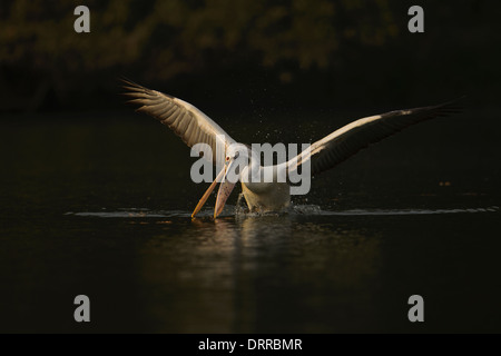 Spot-billed Pelikan Abholung einen Zweig in der Cauvery Fluss, Ranganathittu-Vogelschutzgebiet, Indien Stockfoto