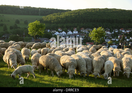 Schafherde im Taunus in Deutschland Stockfoto