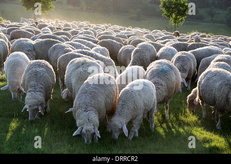 Schafherde im Taunus in Deutschland Stockfoto