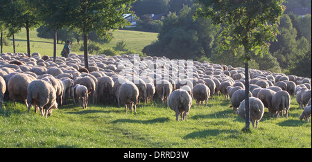 Schafherde im Taunus in Deutschland Stockfoto