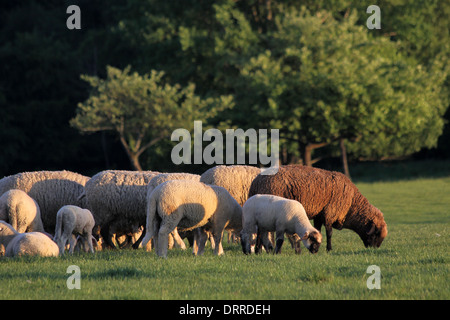 Schafherde im Taunus in Deutschland Stockfoto