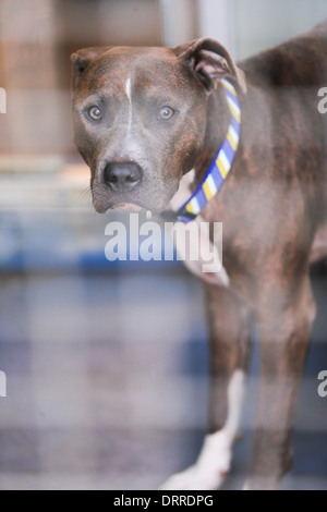 EIN STAFFORDSHIRE CROSS HUND IN EINEM KÄFIG AM WOODGREEN TIERHEIM HUNTINGDON, CAMBRIDGESHIRE, DIE AUF DER SUCHE NACH EINEM NEUEN ZUHAUSE. Stockfoto