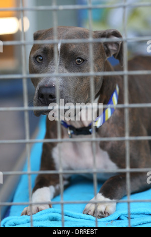 EIN STAFFORDSHIRE CROSS HUND IN EINEM KÄFIG AM WOODGREEN TIERHEIM HUNTINGDON, CAMBRIDGESHIRE, DIE AUF DER SUCHE NACH EINEM NEUEN ZUHAUSE. Stockfoto