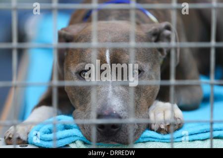 EIN STAFFORDSHIRE CROSS HUND IN EINEM KÄFIG AM WOODGREEN TIERHEIM HUNTINGDON, CAMBRIDGESHIRE, DIE AUF DER SUCHE NACH EINEM NEUEN ZUHAUSE. Stockfoto