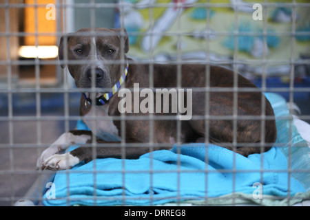 EIN STAFFORDSHIRE CROSS HUND IN EINEM KÄFIG AM WOODGREEN TIERHEIM HUNTINGDON, CAMBRIDGESHIRE, DIE AUF DER SUCHE NACH EINEM NEUEN ZUHAUSE. Stockfoto