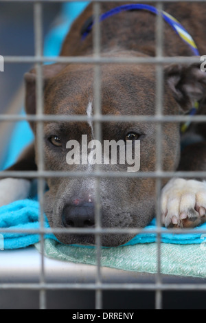 EIN STAFFORDSHIRE CROSS HUND IN EINEM KÄFIG AM WOODGREEN TIERHEIM HUNTINGDON, CAMBRIDGESHIRE, DIE AUF DER SUCHE NACH EINEM NEUEN ZUHAUSE. Stockfoto