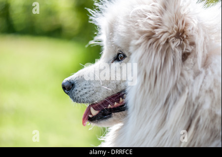 Samoyed Hund Stockfoto