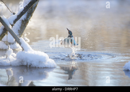 Angeln, Eisvogel (Alcedo Atthis) entstehen aus dem Wasser im Winter, Europa. Stockfoto