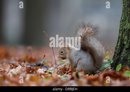 Wilde Eichhörnchen (Sciurus Vulgaris) mit Eiche Eichel. Stockfoto