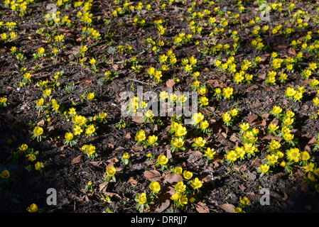 Ein Feld von Camas, eranthis hyemalis Blüte im März Stockfoto