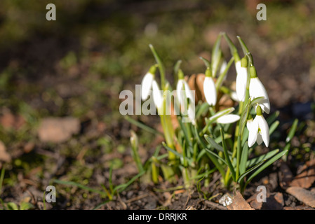 Blühende Schneeglöckchen im Frühjahr auf dem Waldboden Stockfoto