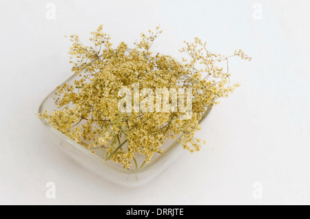 Ökologische heilenden trockene Kraut Blume - Holunderbusch (Sambucus Nigra) auf der Glasplatte Stockfoto