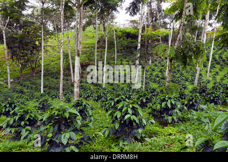 Kaffee-Sträucher in eine Schatten-grown Bio-Kaffee-Plantage an den westlichen Hängen der Anden in Ecuador Stockfoto