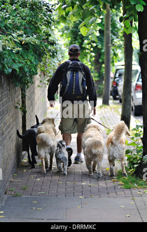 Ein Mann geht Hund als Teilzeit-Job als eine Dogwalker Stockfoto