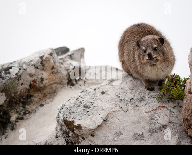 Rock Hyrax oder Dassie - die vermutlich eine gemeinsame Abstammung mit dem Elefanten hatten - auf dem Gipfel des Tafelbergs über Kapstadt Südafrika Stockfoto