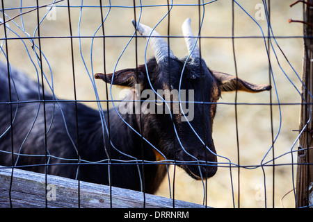 Eine Ziege steht hinter einem Zaun in Saugerties, New York, am 9. April 2013. Stockfoto