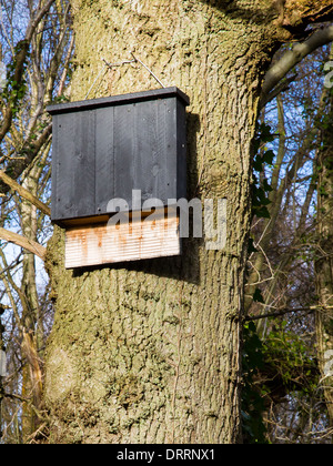 Große kommunale Fledermauskasten mit großzügigen Landung Platte inmitten von hoch oben den Stamm einer Eiche ein Somerset Holz Stockfoto