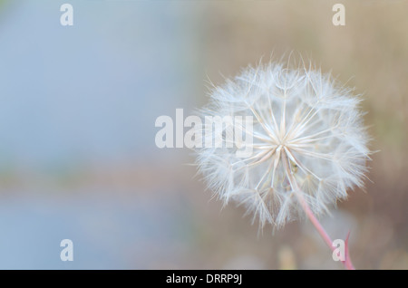 Wishie des westlichen Schwarzwurzeln mit weichen blauen und braunen Hintergrund Stockfoto