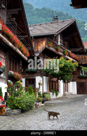 Katze streift Brunngasse gepflasterte Straße mit Architektur des 18. Jahrhunderts, in Brienz im Berner Oberland, Schweiz Stockfoto