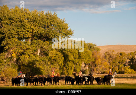 Wrangler machen Sie eine Pause nach einer erfolgreichen Rinder Runde im Versteck Ranch in Shell, Wyoming Stockfoto