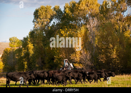Aufrundung von Rindern auf der Versteck Guest Ranch, Shell, Wyoming Stockfoto