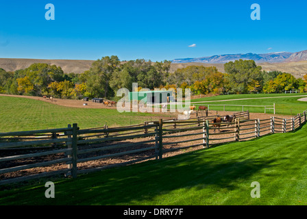 Blick auf Scheune, Stall und Pferde in das Versteck Lodge und Guest Ranch, Shell, Wyoming Stockfoto