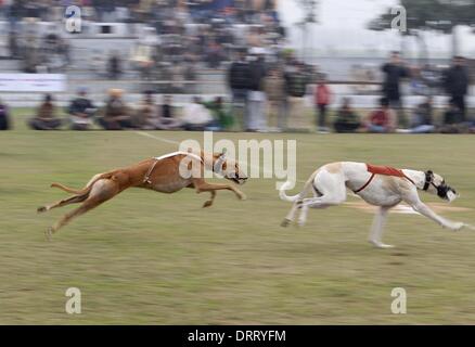 Punjab, Indien. 31. Januar 2013. Hunde laufen in einem Rennen während der ländlichen Sportfest, auch bekannt als die "indische ländlichen Olympics" im Kila Raipur, Nordindien, 31. Januar 2013. Drei Tage Sport Festival bietet großen Punjabi ländlichen Sport einschließlich Bullock Kartrennen, Tauziehen, Kino, Pferderennen und Hunderennen. Bildnachweis: Javed Dar/Xinhua/Alamy Live-Nachrichten Stockfoto