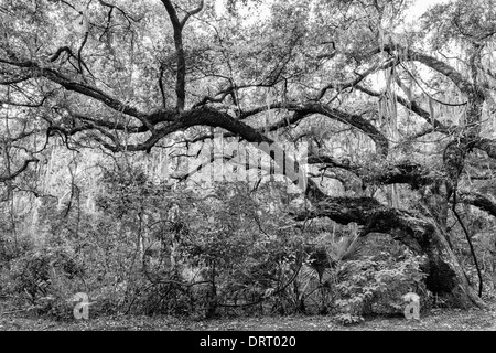 Verdrehte alte Live-Eiche (Quercus Virginiana) im Fort Clinch State Park, Florida konvertiert in schwarz / weiß. Stockfoto