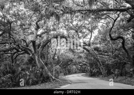 Alte Live Eichen (Quercus Virginiana) Bogen über eine Straße in Fort Clinch State Park, Florida in Schwarzweiß konvertiert verdreht. Stockfoto