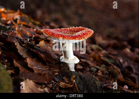 Amanita Muscaria in der undergrowt Stockfoto