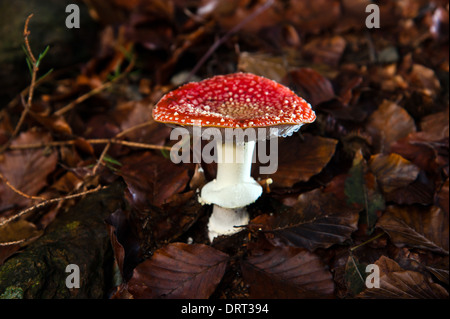 Amanita Muscaria in der undergrowt Stockfoto