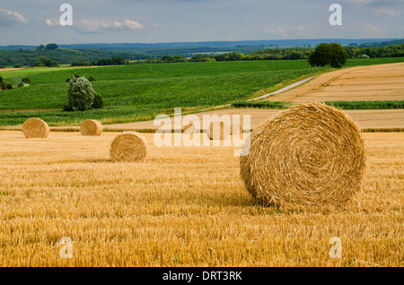 Rundballen Stroh auf der Wiese Stockfoto