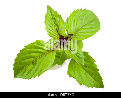 Basilikum, Zimt isoliert auf weiss Stockfoto
