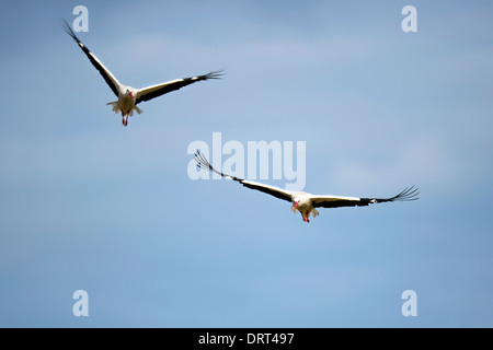 Zwei Weißstörche im Flug Stockfoto