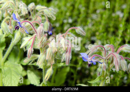 Borretsch-Blüten (Borrango Officinalis) auf Natur Hintergründe Stockfoto