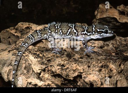 Termite Hill Gecko Hemidactylus Triedrus Triedrus Gekkonidae, Südasien Stockfoto