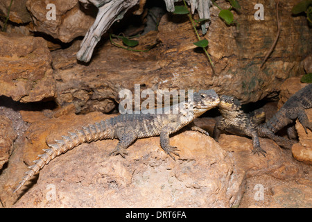 Umhüllte Rieseneidechse, Cordylus Giganteus, Südafrika Stockfoto