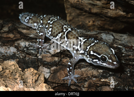 Termite Hill Gecko Hemidactylus Triedrus Triedrus Gekkonidae, Südasien Stockfoto