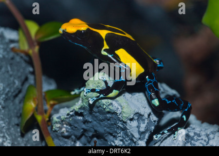 Färben von Poison Dart Frog, Dendrobates Tinctorius, Brasilien Stockfoto