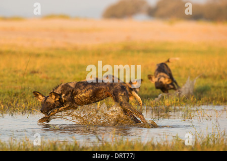 Wildhund (LYKAON Pictus) durch Wasser plantschen Stockfoto