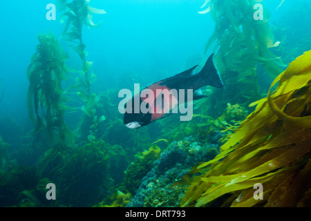 Kalifornien Sheephead Lippfische, Semicossyphus Pulcher, Insel San Benito, Mexiko Stockfoto