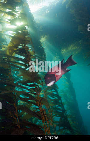 Kalifornien Sheephead Lippfische, Semicossyphus Pulcher, Insel San Benito, Mexiko Stockfoto