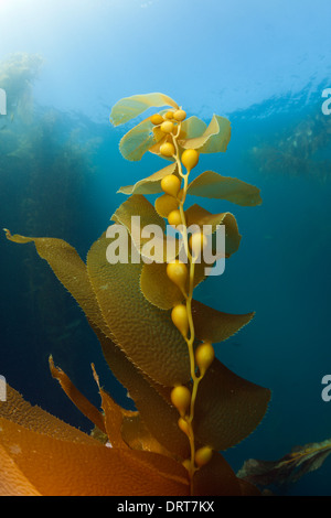 Kelp Forest Giant Kelp, Macrocystis Pyrifera, Insel San Benito, Mexiko Stockfoto