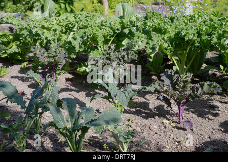 Kale Pflanzen, "Nero di Toscana", 'Scarlet lockig' und 'Starbor', Wales, UK. Stockfoto