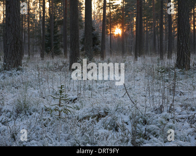 Estnische verschneiten Winterwald Landschaft in der Nähe von Tartu im Januar 2014 Stockfoto